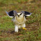 Black-shouldered Kite